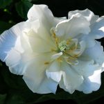 Schönheit der weißen Tulpe Mount Tacoma