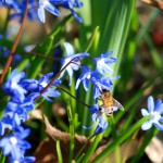 Scilla bifolia hat Bienenbesuch