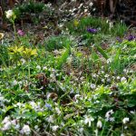 Das Rosasternchen Scilla bifolia rosea bedeckt Anfang April große Flächen
