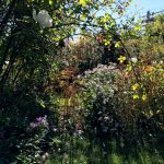 Warmes und herbstliches Licht im Septembergarten