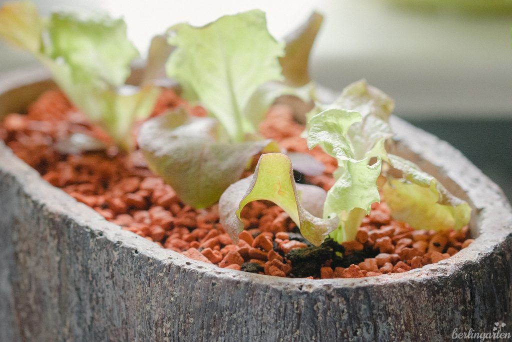 Salatjungpflanzen drinnen kultivieren