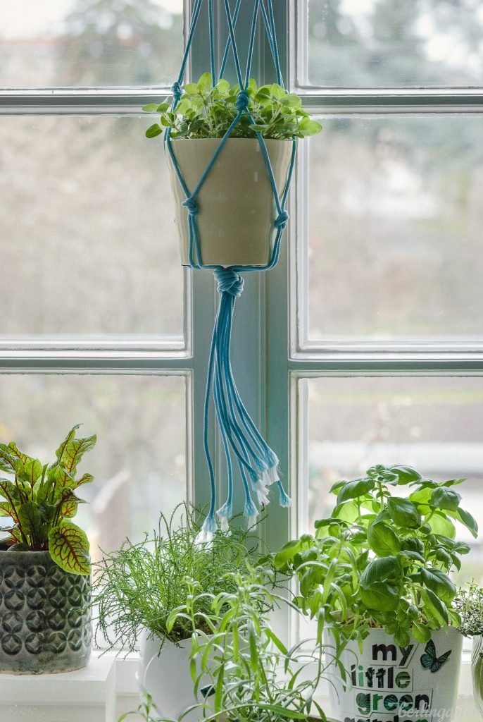 Indoor Gardening am Küchenfenster mit Goldmajoran in der Makrameeampel, Basilikum, Estragon, Olivenkraut, Sauerampfer