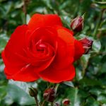 Sonjas Rose