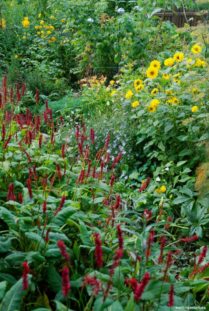 Staudensonnenblumen mit Schönaster und Knöterich