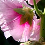 Stockrose Althaea rosea