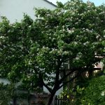 Quittenbaum in voller Blüte