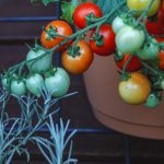 Gut für die Topfkultur ist die Tomate 'Heartbreaker' geeignet