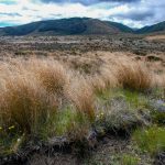Ein besonderer Touristenmagnet ist der Tongariro National Park, ein UNSCO Weltnaturerbe. Leider waren die beeindruckenden Vulkane in Wolken