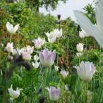Tulpen zu Allium