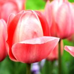 Tulpenschönheit'Mystic van Eijk'