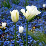 Tulipa Viridiflora im Britzer Garten