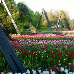 Tulipan-Schau: zigtausende Tulpen in allen Farben