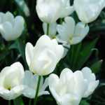 Tulpe Purissima: blüht und blüht und blüht