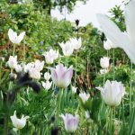 Lilieblütige Tulpen wie White Triumphator tanzen ebenfalls auf langen Stielen