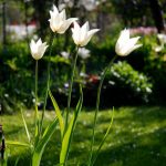Die Tulpe White Triumphator ist die bestimmende im berlingarten