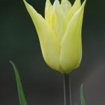 Tulpe White Triumphator am Anfang manchmal gelblich