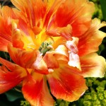 Tulpe orange