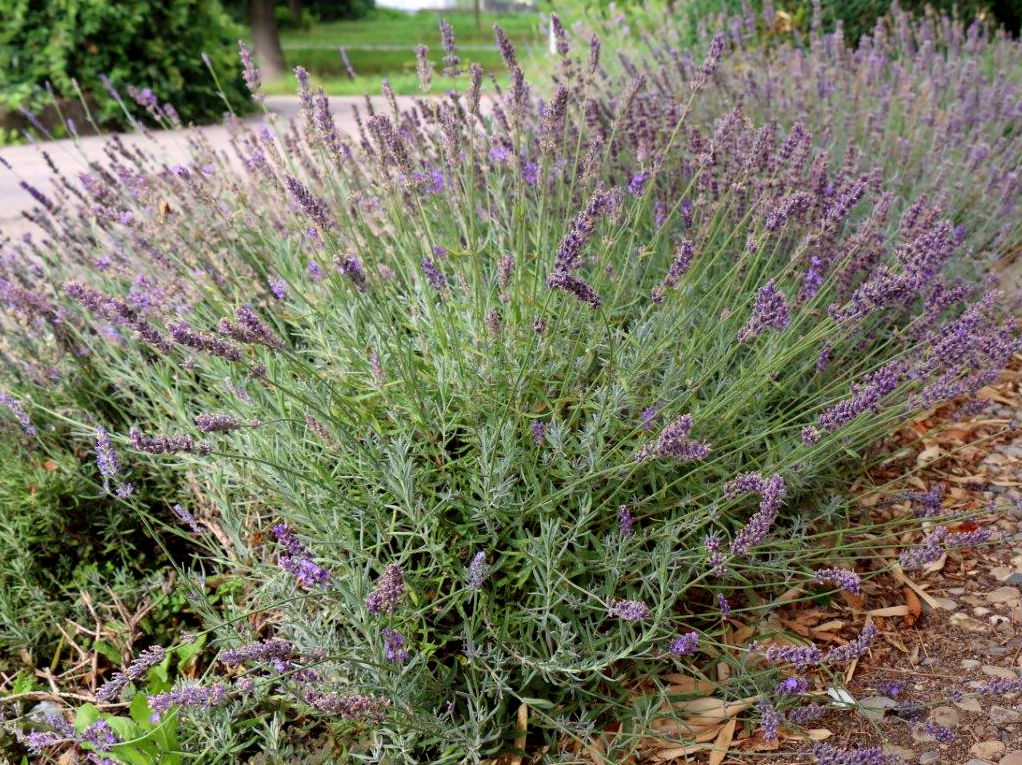 Verblühter Lavendel