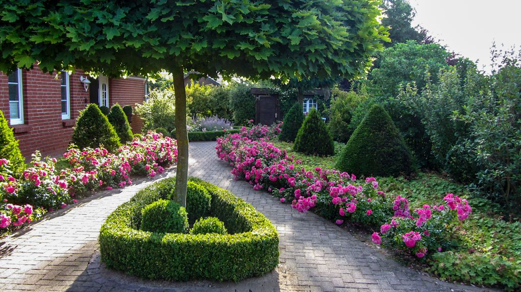 Katrins Vorgarten mit Rose 'Palmengarten Frankfurt'