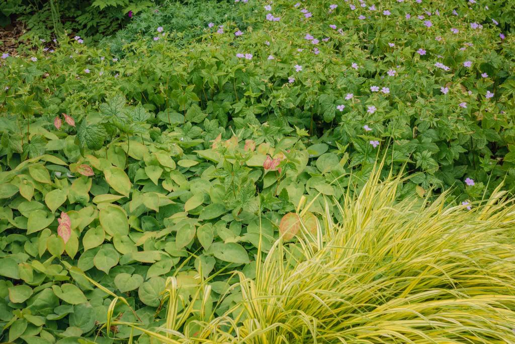Dichter Teppich für Halbschatten und Schatten: Storchschnabel Geranium versicolor, Elfenblume Epimedium und Japan-Waldgras Hakonechloa macra