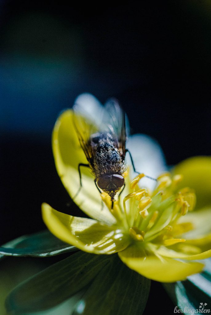 Winterlinge sind als frühe Tracht wertvoll für Bienen und andere Insekten wie diese Fliege