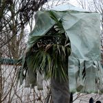 Ein Winterschutz für die Palmwedel ist nötig