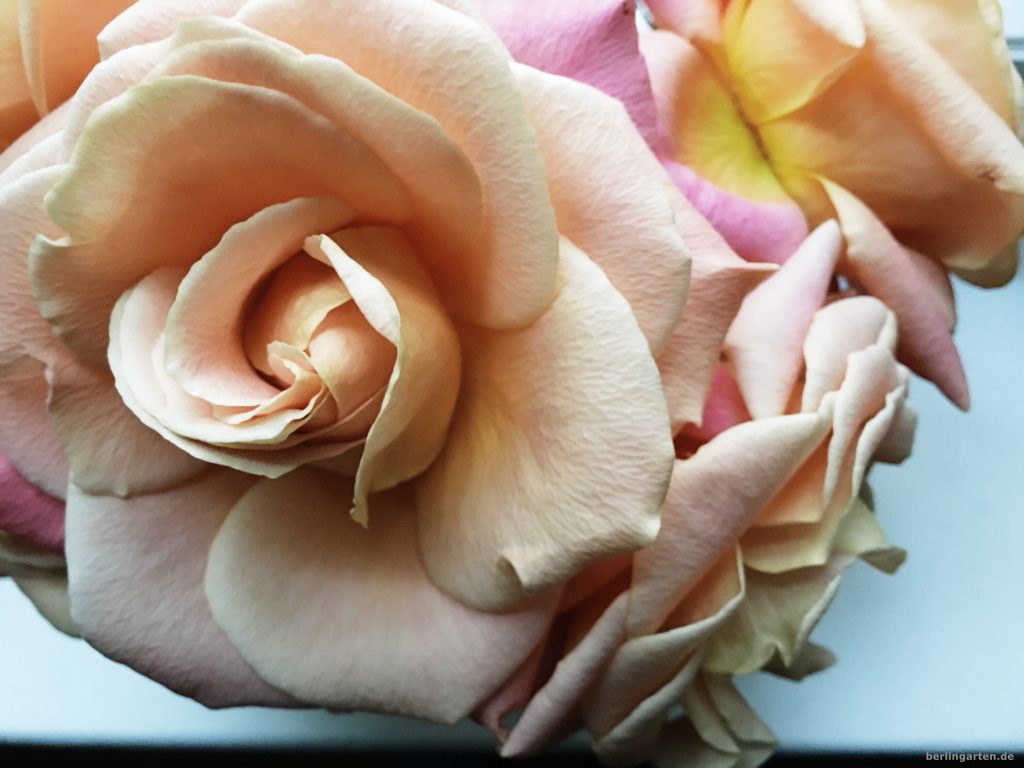 Bringen Licht ins Herz: pastellfarbene Rosen