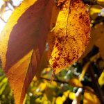 Zierkirsche Kanzan erfreut mit schönem Herbstlaub