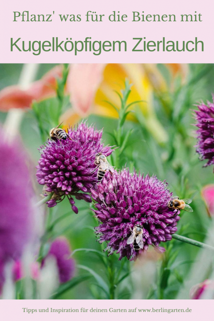 Zierlauch Allium sphaerocephalon für Pinterest