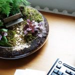 Miniaturgarten auf dem Schreibtisch