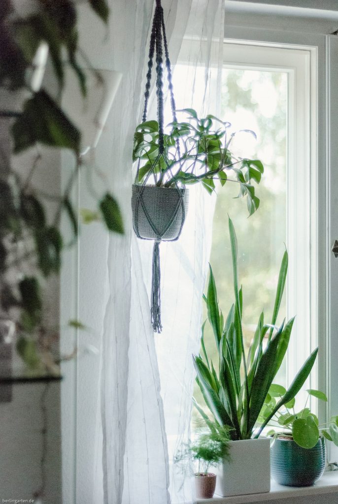 Zimmerpflanzen am Fensterbrett