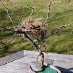 Zweig Nest