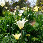 berlingarten ein Meer lilienblütiger Tulpen White Triumphator
