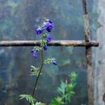 Blaue Blume Jakobsleiter