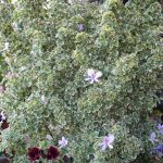 Attraktives Laub und toll zum Aromatisieren: Pelargonium crispum variegatum duftet nach Zitrone
