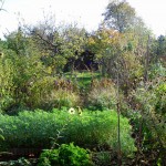 Der eigene Garten im November