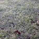 gefrorener Rasen