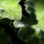 Die Blätter von Pelargonium tomentosum verströmen einen Duft von Pfefferminz