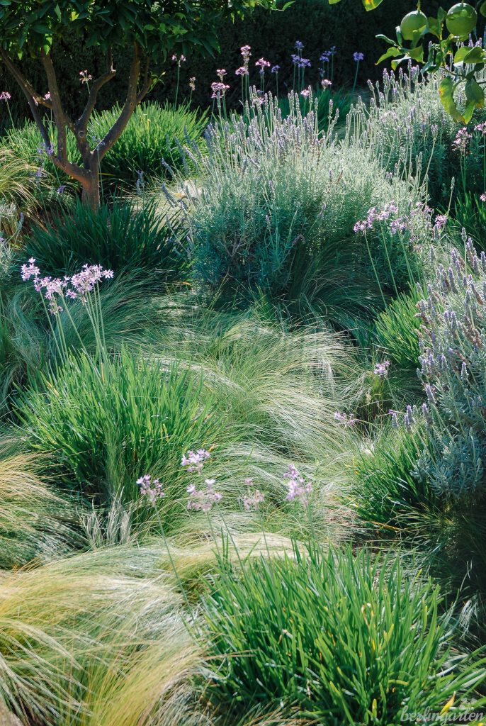 Gemischte Bepflanzung aus Federgras, Lavendel, Kaplilie (Tulbaghia violacea)