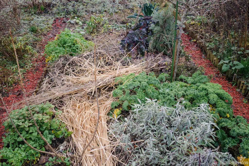 Winter-Gemüsebeet berlingarten Januar 2020: Letzter Grünkohl, Flower Sprouts und Palmkohl sind übrig geblieben, es wachsen Petersilie, Zitronenmelisse und Salbei. Unter dem Gräserschnitt versteckt sich Feldsalat.