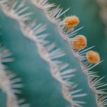 Kaktus-Kügelchen