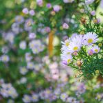 Aster ericoides 'Cyrille'