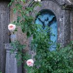Rose auf Friedhof Fraueninsel