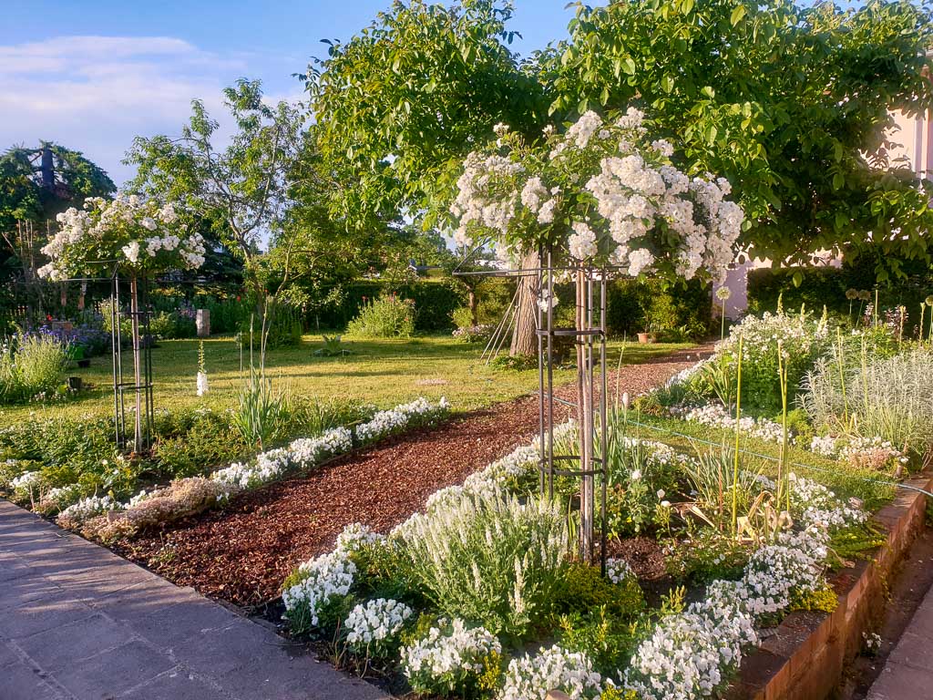 Weißer Garten: Rose 'Guirlande d'Amour' auf Hochstamm