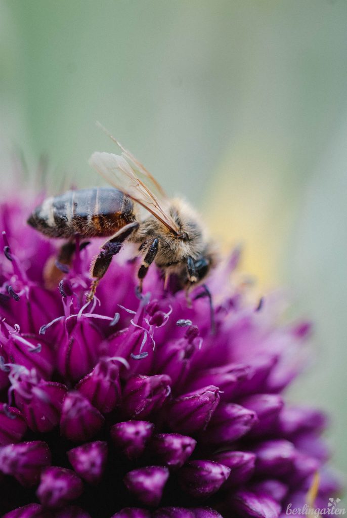 Bienen Kugelköpfiger Lauch Allium sphaerocephalon