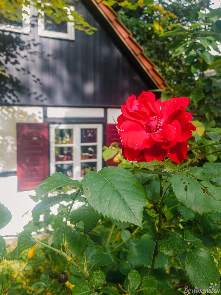 Haus mit Rose in Meedehorn