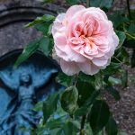 Rose Friedhof Fraueninsel