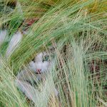 Katze im Gräsergarten