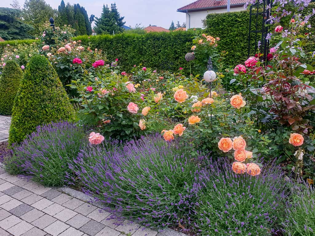 Lavendel und Rosen im formalen Garten