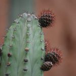 Kaktus Pachycereus marginatus